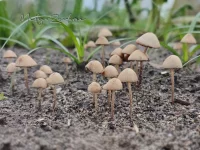 Langsteelfranjehoed [Psathyrella conopilus]